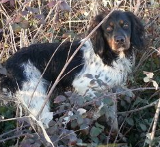 Herelle  des sablières de cadeuil
