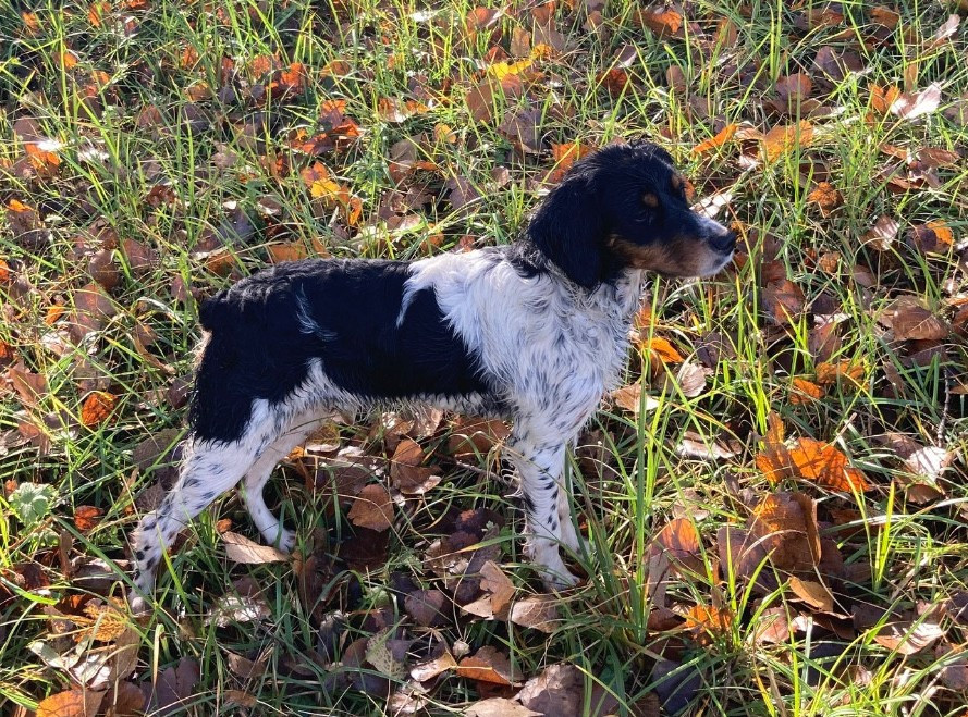 A'Wooki du moulin de Leuville