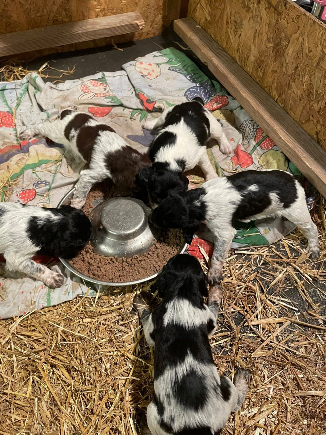 1 mois pour les bébés de Reena et Sparrow du domaine des Vicogne