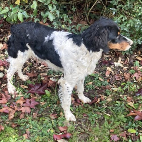 A'Wooki du Moulin de Leuville