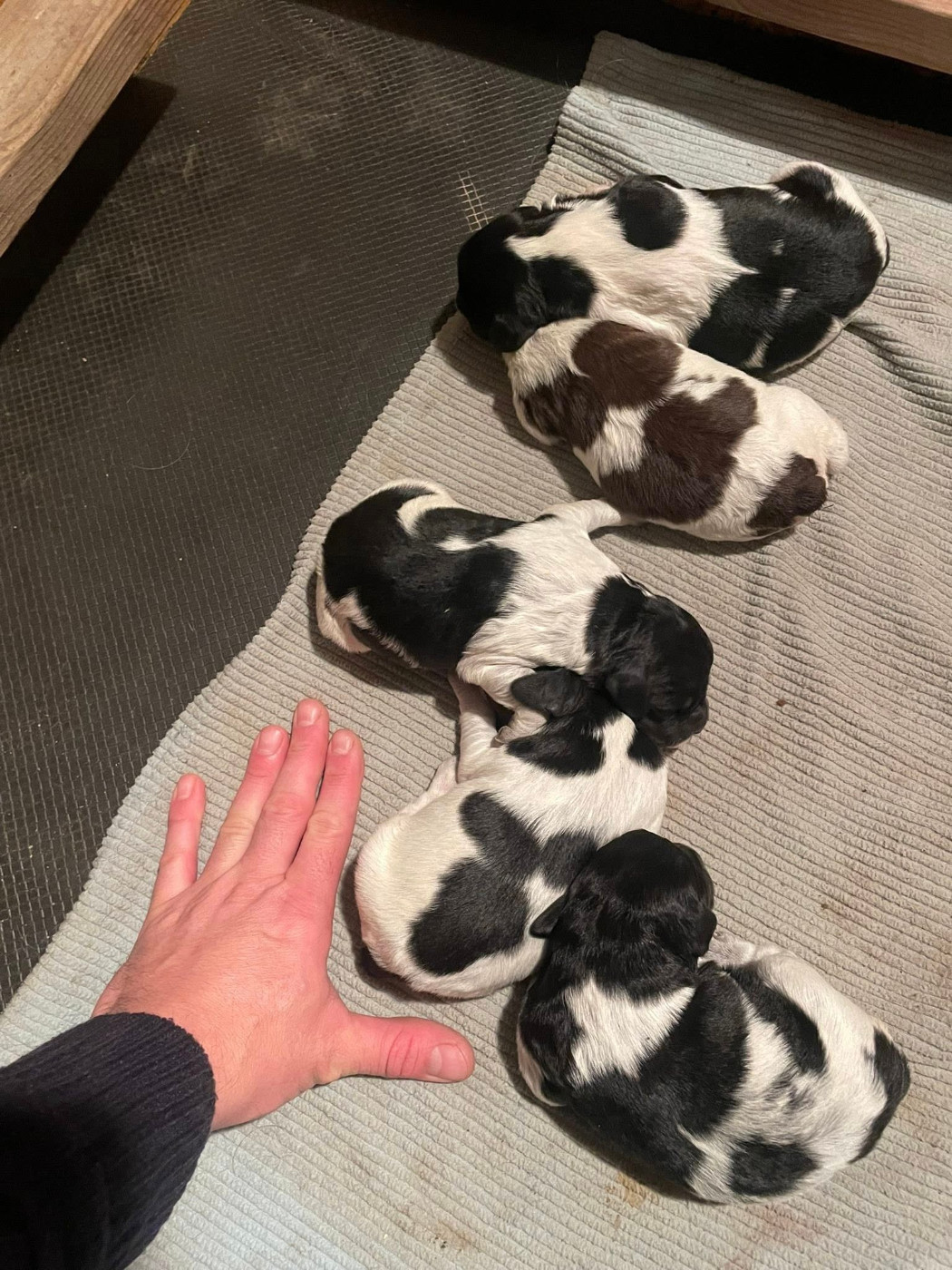 Chiots Reena et Sparrow du domaine des Vicogne