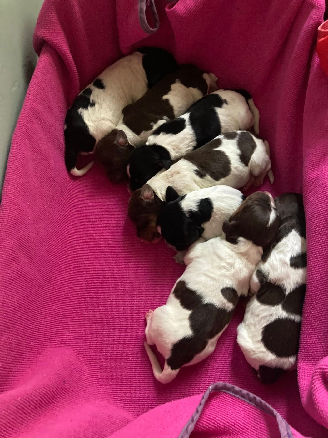 Chiots de Tanga et Sparrow du domaine des Vicogne