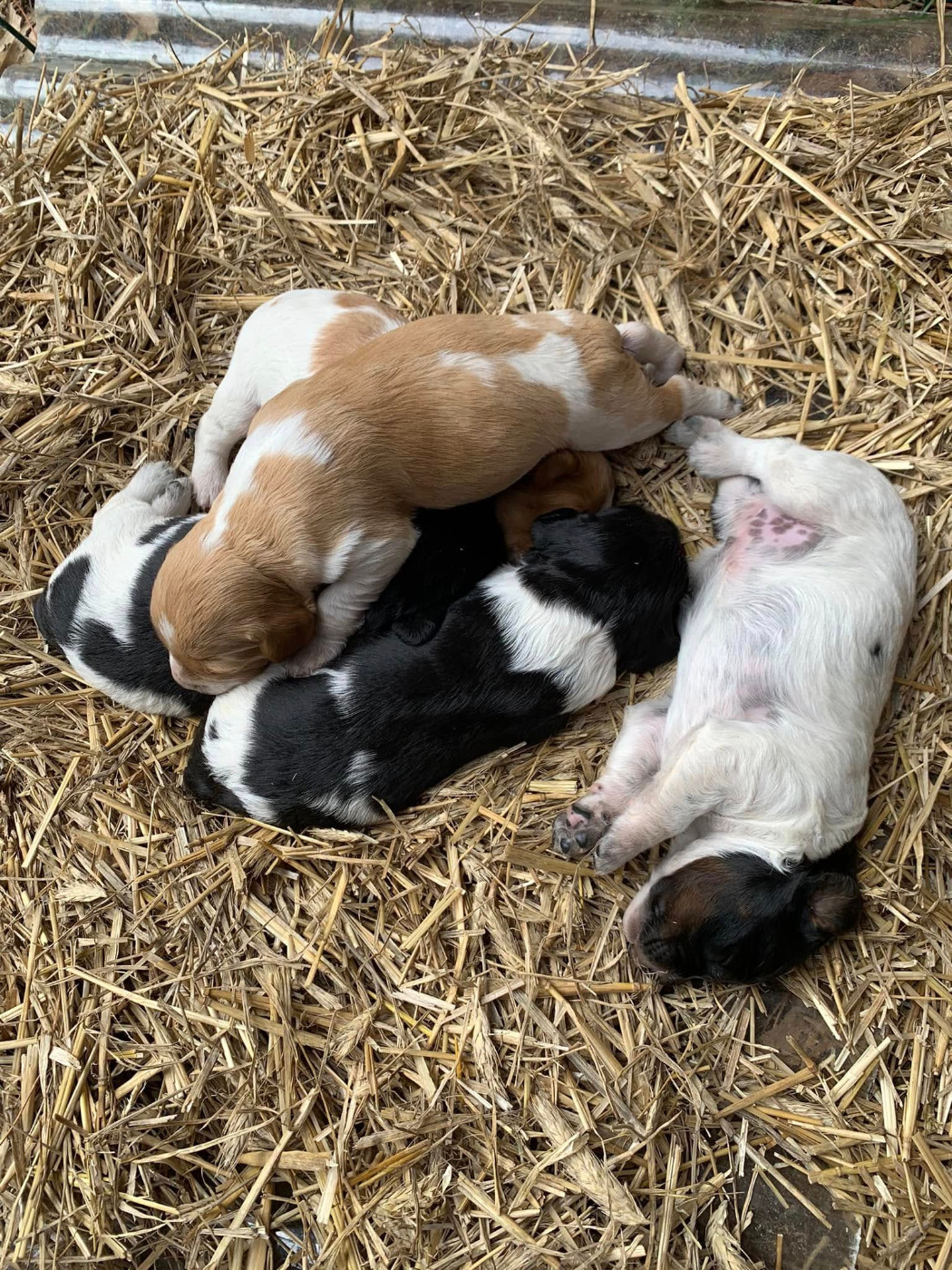 Chiots de Reena et Tsar de Saint Alamo