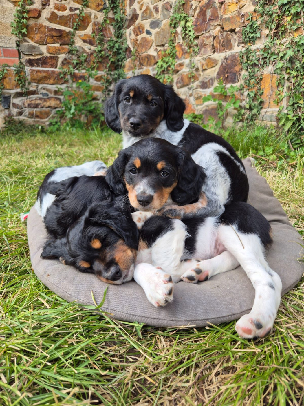 Les bébés de Wooki