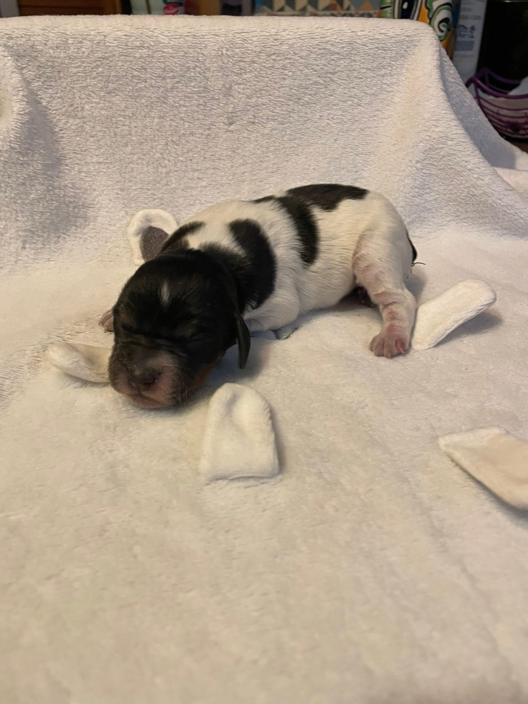 Des Bois Du Tialan - Chiots disponibles - Epagneul Breton