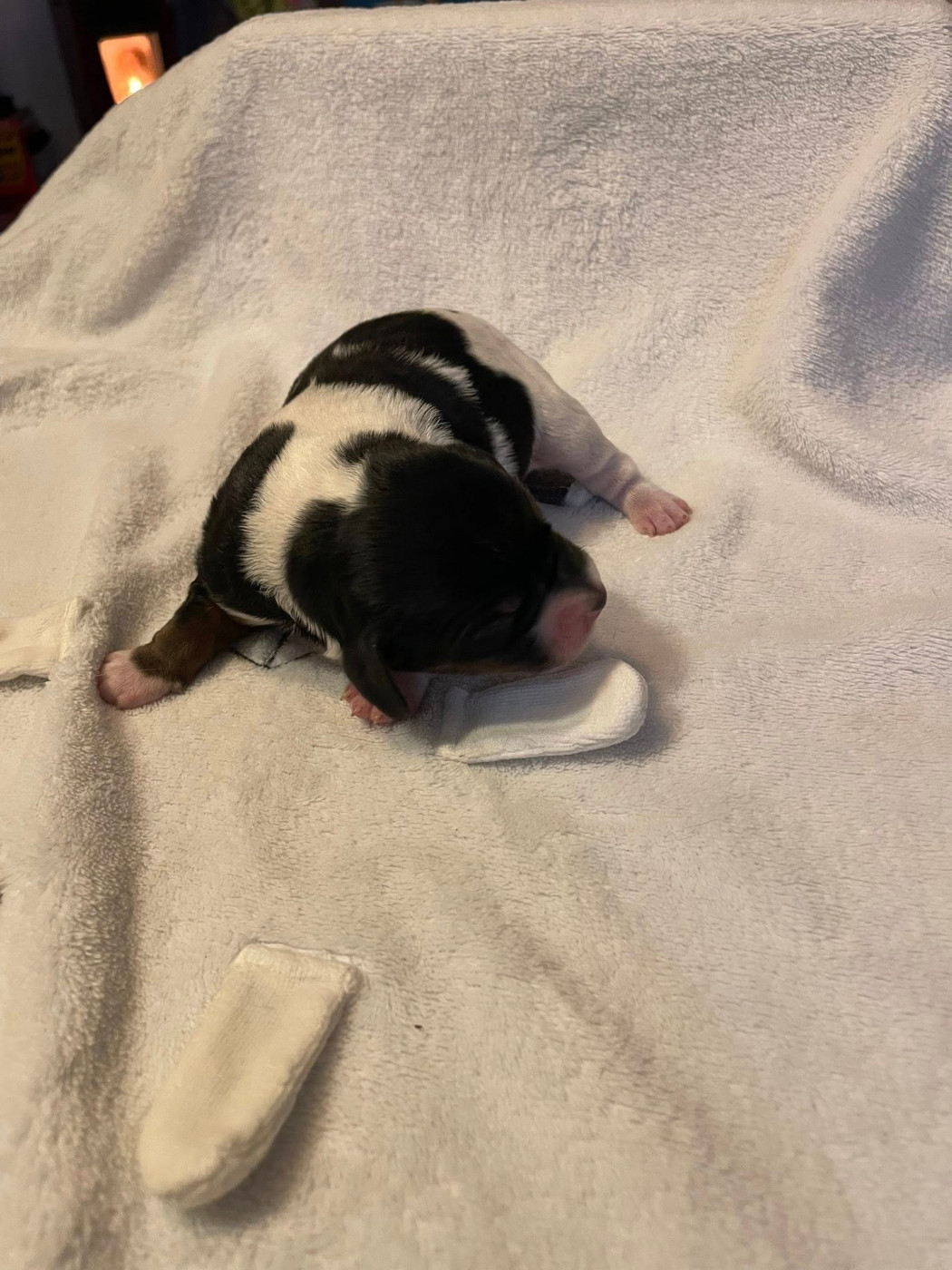 Des Bois Du Tialan - Chiots disponibles - Epagneul Breton