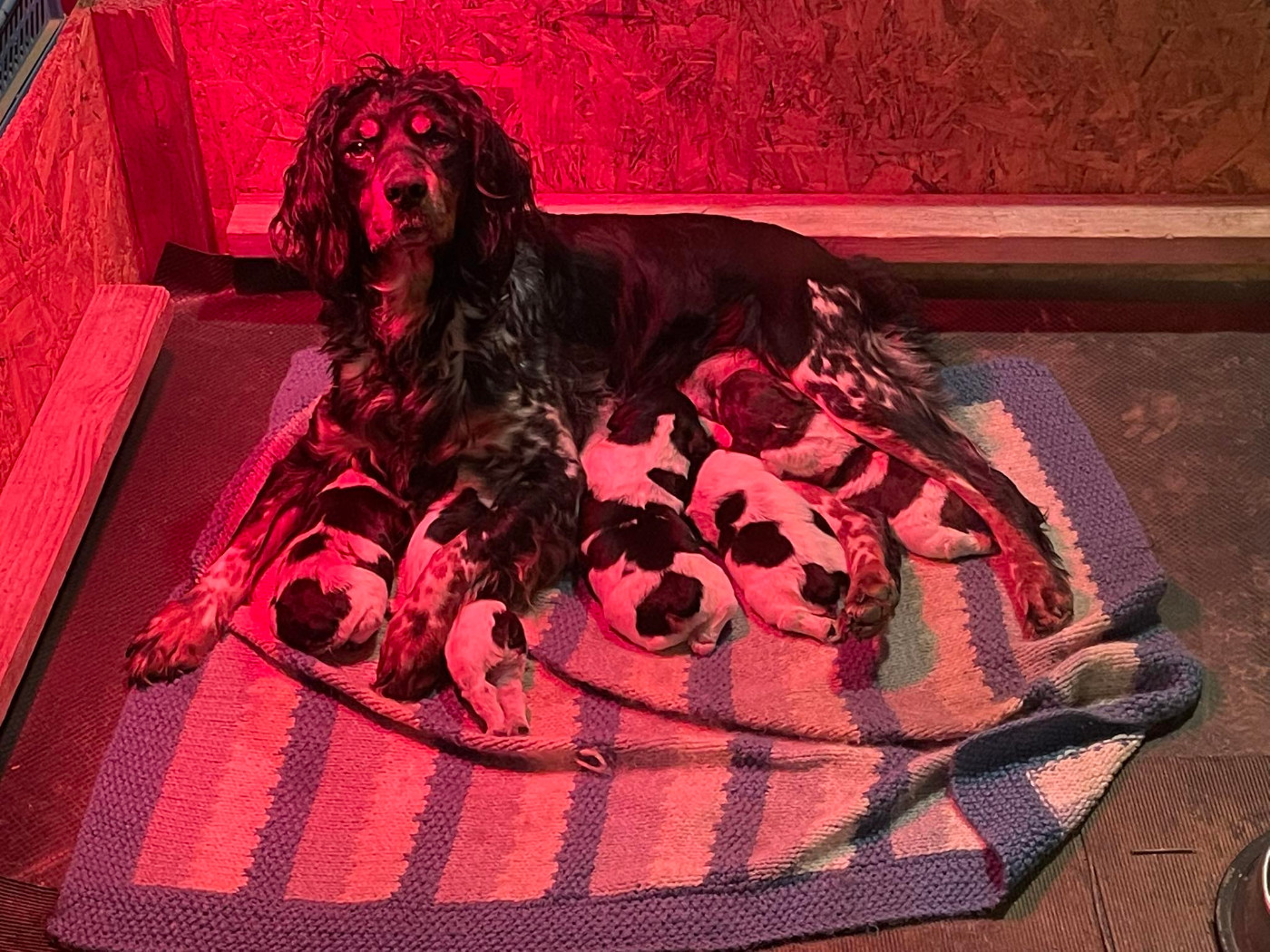 Des Bois Du Tialan - Epagneul Breton - Portée née le 22/01/2026