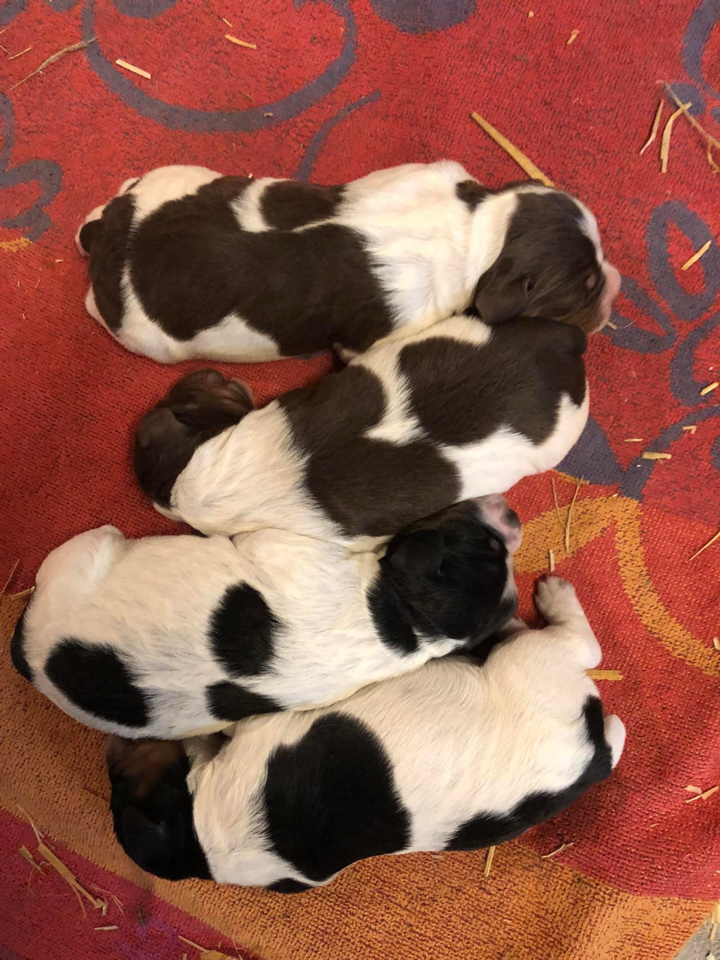 Des Bois Du Tialan - Epagneul Breton - Portée née le 31/10/2022