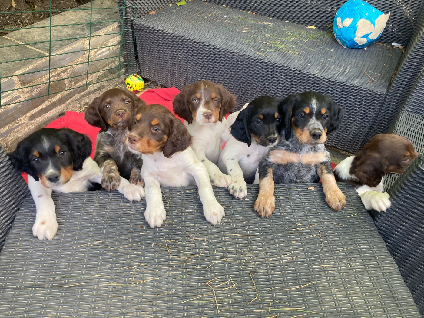 Des Bois Du Tialan - Epagneul Breton - Portée née le 14/07/2025