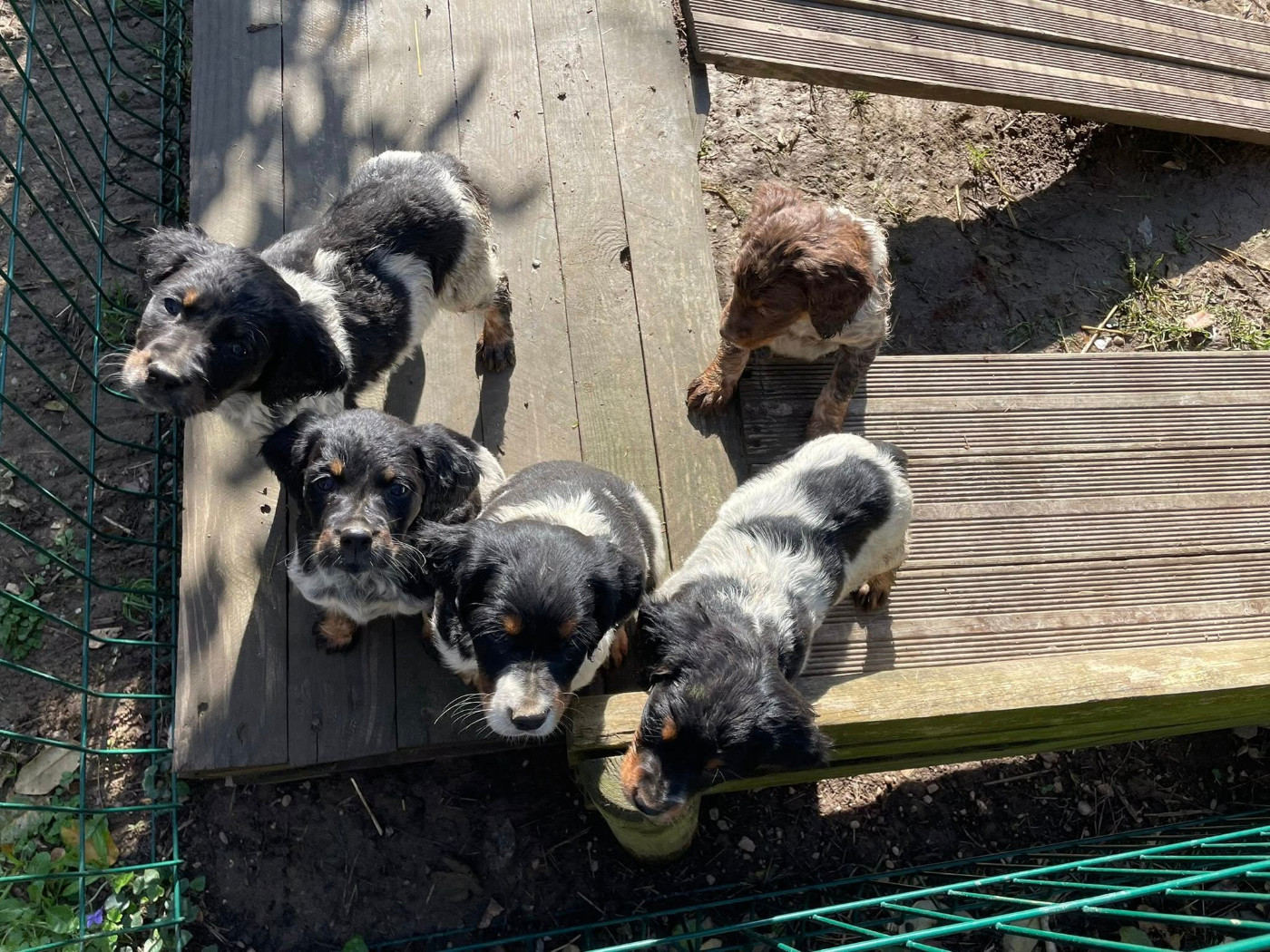 Des Bois Du Tialan - Epagneul Breton - Portée née le 22/01/2026